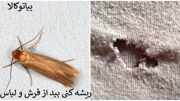 ریشه کنی بید ها از فرش